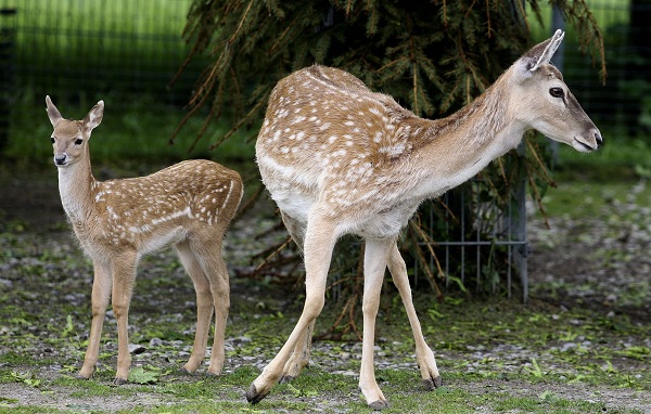 Mesopotamische Dammhirmsche in der Wilhelma